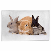 Three Bunny On A White Background Rugs 4750474