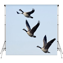 Three Canada Geese Flying In A Blue Sky Backdrops 73438412