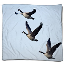 Three Canada Geese Flying In A Blue Sky Blankets 73438412