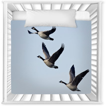 Three Canada Geese Flying In A Blue Sky Nursery Decor 73438412