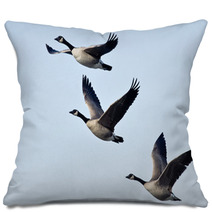 Three Canada Geese Flying In A Blue Sky Pillows 73438412