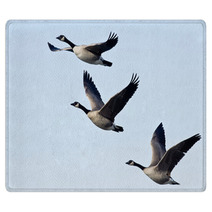 Three Canada Geese Flying In A Blue Sky Rugs 73438412