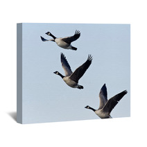 Three Canada Geese Flying In A Blue Sky Wall Art 73438412