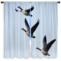 Three Canada Geese Flying In A Blue Sky Window Curtains 73438412