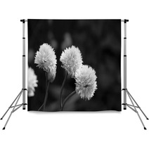 Three Delicate Blooms On A Chive Plant Backdrops 71180993