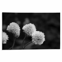 Three Delicate Blooms On A Chive Plant Rugs 71180993