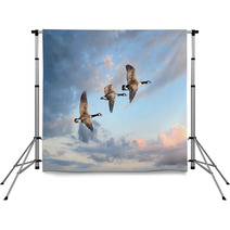Three Geese Flying At A Clear Sky Backdrops 84465604