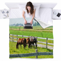 Three Horses Blankets 67465005