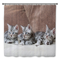 Three Kitten Brothers Bath Decor 66657134