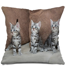 Three Kitten Brothers Pillows 66657107