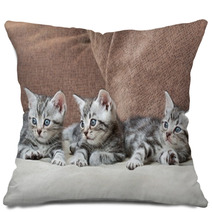 Three Kitten Brothers Pillows 66657134