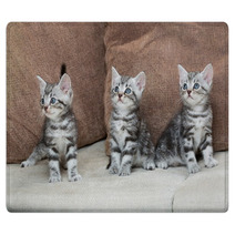 Three Kitten Brothers Rugs 66657107