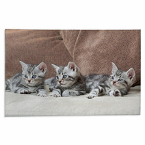 Three Kitten Brothers Rugs 66657134