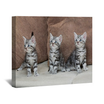 Three Kitten Brothers Wall Art 66657107