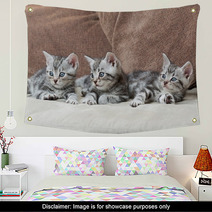 Three Kitten Brothers Wall Art 66657134