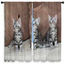 Three Kitten Brothers Window Curtains 66657107