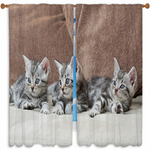 Three Kitten Brothers Window Curtains 66657134