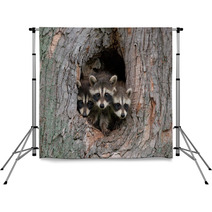 Three Raccoons Backdrops 47975031