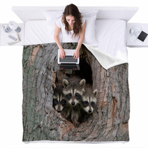 Three Raccoons Blankets 47975031