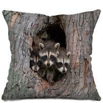 Three Raccoons Pillows 47975031