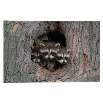 Three Raccoons Rugs 47975031