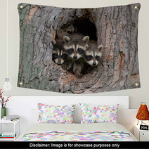Three Raccoons Wall Art 47975031