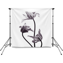 Three Tranparent Tulips On White Background Backdrops 50174162