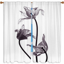 Three Tranparent Tulips On White Background Window Curtains 50174162