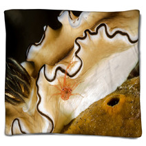 Tiny Crab On Nudibranch Blankets 99916426