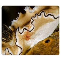 Tiny Crab On Nudibranch Rugs 99916426