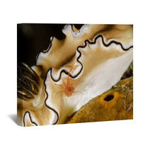Tiny Crab On Nudibranch Wall Art 99916426