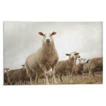 Top Of The Sheep Heap Rugs 63770357