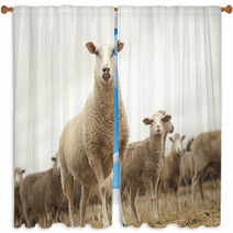Top Of The Sheep Heap Window Curtains 63770357