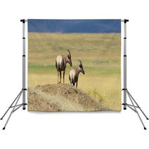 Topi Antelope (Damaliscus Lunatus) Backdrops 99873236