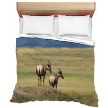 Topi Antelope (Damaliscus Lunatus) Bedding 99873236