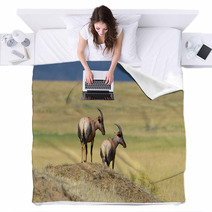 Topi Antelope (Damaliscus Lunatus) Blankets 99873236