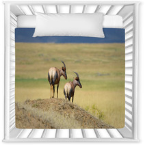 Topi Antelope (Damaliscus Lunatus) Nursery Decor 99873236