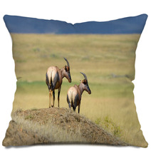 Topi Antelope (Damaliscus Lunatus) Pillows 99873236