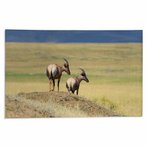 Topi Antelope (Damaliscus Lunatus) Rugs 99873236
