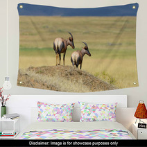 Topi Antelope (Damaliscus Lunatus) Wall Art 99873236