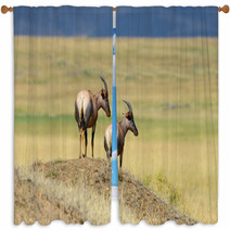 Topi Antelope (Damaliscus Lunatus) Window Curtains 99873236
