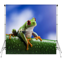 Tree Frog	 Backdrops 42709255