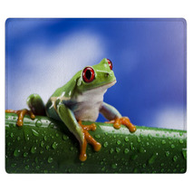 Tree Frog	 Rugs 42709255