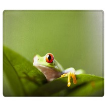 Tree Frog Rugs 67351176