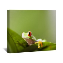Tree Frog Wall Art 67351176