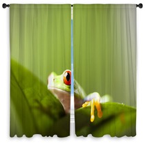Tree Frog Window Curtains 67351176