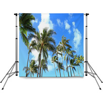 Trees and blue sky of Hawaii palm Backdrops 66558716