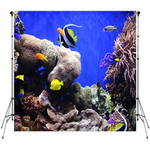 Tropical Fish Backdrops 460340