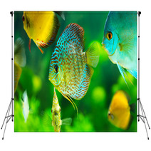 Tropical Fishes Backdrops 57644150