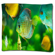 Tropical Fishes Blankets 57644150